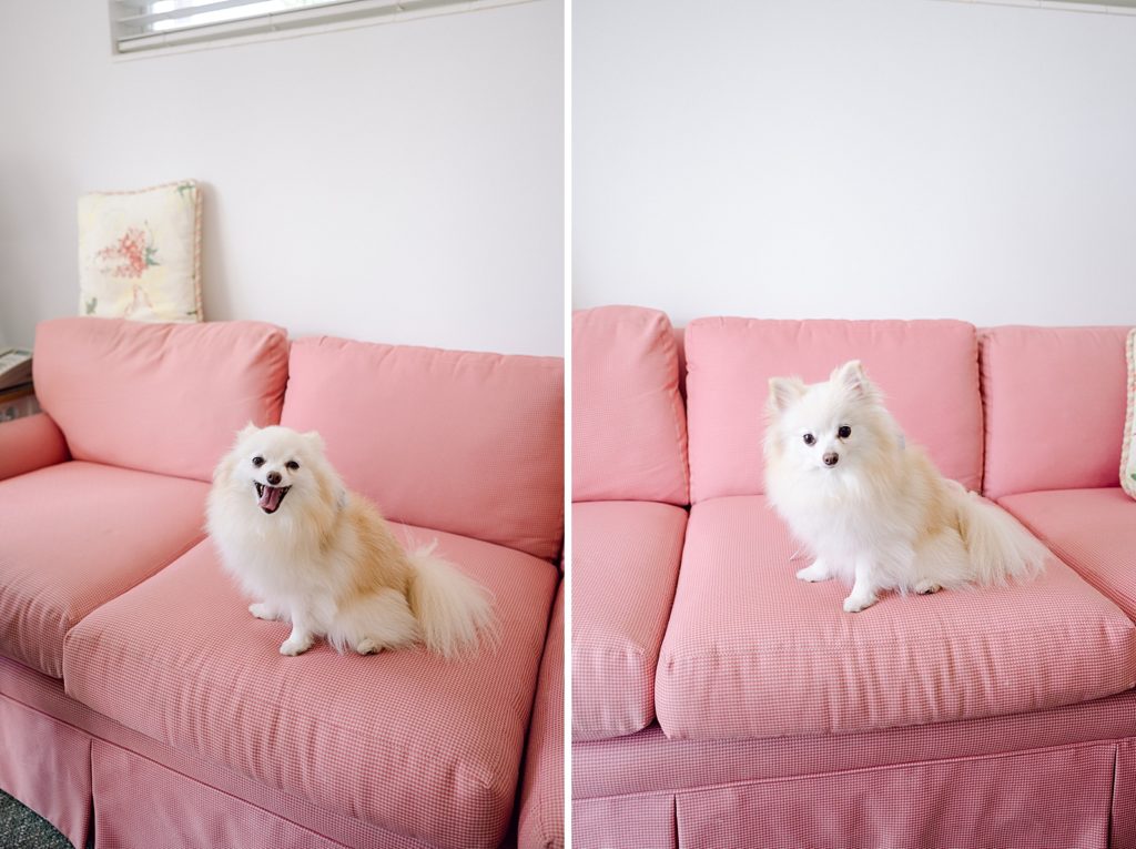 Dog sitting on light red couch